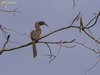 Male Indian Grey Hornbill