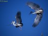 Grey Herons