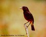 Male Pied Bushchat