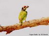 Coppersmith Barbet