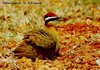 Indian Courser