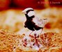 Male Ashy-crowned Sparrow Lark