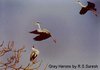 Grey Herons