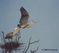 Grey Herons