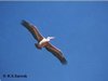 Spot-billed Pelican