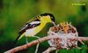 Female Common Iora