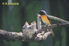 Male Small Minivet