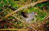 Blue-faced Malkoha