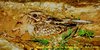 Indian Nightjar