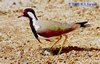 Red-wattled Lapwing