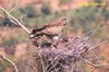 Short-toed Snake Eagle