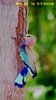 Indian Roller
