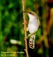 Grey-breasted Prinia