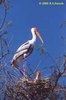 Painted Stork