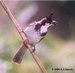 Red-whiskered Bulbul
