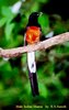 Male White-rumped Shama