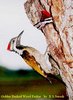 Black-rumped Flameback