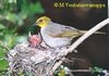 Yellow-throated Bulbul