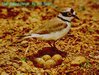 Little Ringed Plover