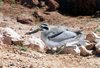 Great Thick-knee