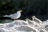 River Tern