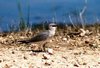 Small Pratincole