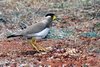 Yellow-wattled Lapwing