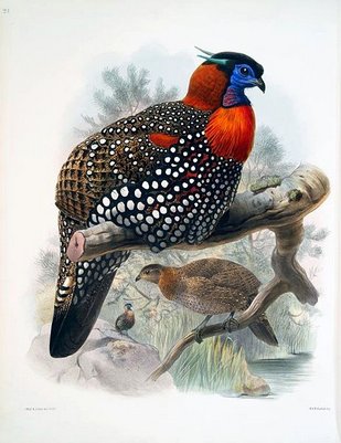 Male & Female Western Tragopan