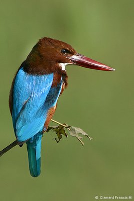 White-throated Kingfisher