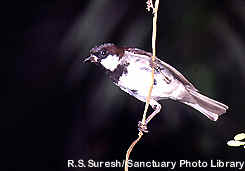 Male House Sparrow