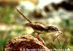 Jungle Prinia