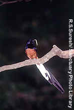Male White-rumped Shama