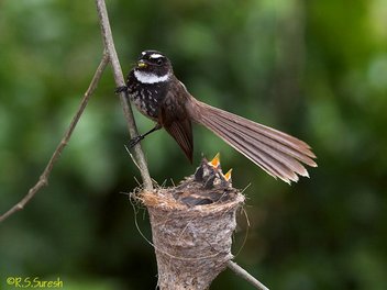 White-throated Fantail at Nest