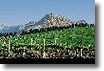 Our sightseeing includes the Cape of Good Hope, Table Mountain, Cape Town and the famous Kirstenbosch Botanical Gardens.