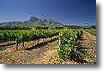 Our sightseeing includes the Cape of Good Hope, Table Mountain, Cape Town and the famous Kirstenbosch Botanical Gardens.