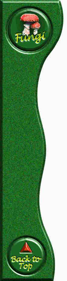 Curve_small.jpg (17328 bytes)