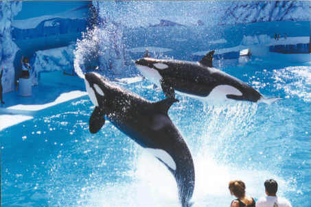 1996 African Sea World (San Francisco) whales jumping