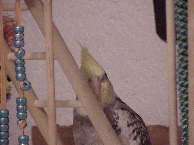 Peek-a-boo!
