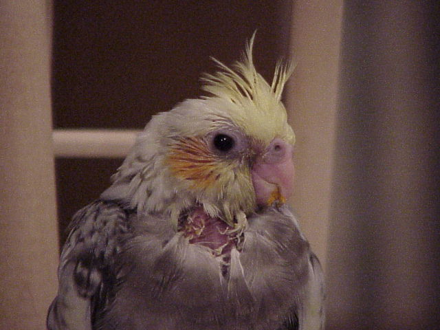 Amber at about 3 or 4 weeks.