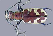  2004 Patrick B. Beauzay - Departament of Entomology, North Dakota State University