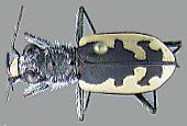  2004 Patrick B. Beauzay - Departament of Entomology, North Dakota State University