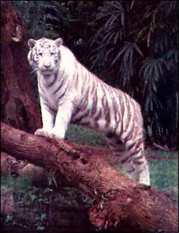 O tigre-branco possui pelos brancos com listras cor de chocolate, olhos azuis e focinho rosado.