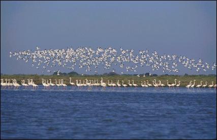 Paisagem do esturio do Tejo, incluindo flamingos e alfaiates (espcies mais conhecidas da Reserva Natural)