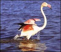 Um flamingo-rosa-europeu (Phoenicopterus ruber roseus)