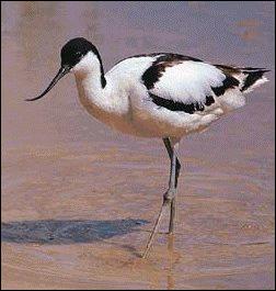 Avoceta ou alfaiate (Recurvirostra avosetta)