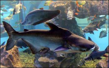 O peixe-gato-de-mekong necessita de um aqurio grande para poder ser mantido em cativeiro.