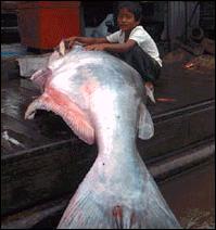 O peixe-gato-de-mekong  considerado um dos maiores peixes de gua doce do mundo.