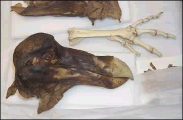O dod de Ashmolean, crnio e ossos do Museu da Universidade, Oxford.