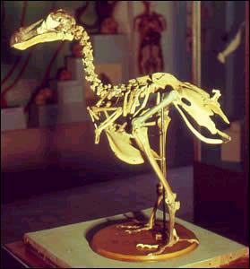 Um esqueleto completo de dod-de-maurcio, Instituto de Maurcio.