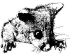 Marsupial Society of Australia